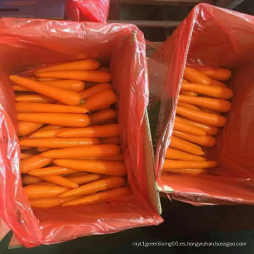 Zanahoria fresca de la cosecha 2016 del proveedor de Shandong